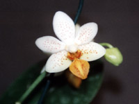 Phalaenopsis Mini Mark by W.Apel