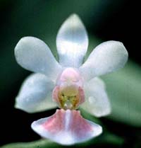 Phalaenopsis Little Dream by O.Gruss