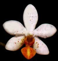 Phalaenopsis Mini Mark by O.Gruss
