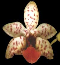 Phalaenopsis Minuet by O.Gruss