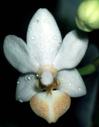 Phalaenopsis Pink Heart by O.Gruss