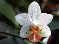 Phalaenopsis Micro Nova x stuartiana by W.Apel