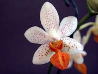 Phalaenopsis Mini Mark by W.Apel