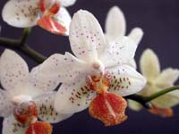 Phalaenopsis Micro Novo x stuartiana by W.Apel