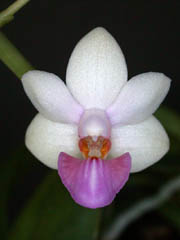 Phalaenopsis Micro Nova x pulcherrima f. alba by W.Apel