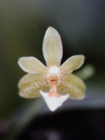 Phalaenopsis Little Green by L.Vincent