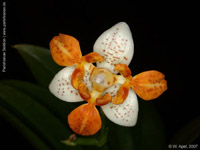 Phalaenopsis Mini Mark by W.Apel
