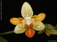 Phalaenopsis Mini Mark by W.Apel