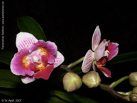 Phalaenopsis n.r. (Fantasy Musick x Malibu Elf by W.Apel