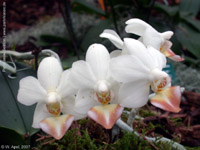 Phalaenopsis Formosa Dream by W.Apel