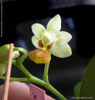 Phalaenopsis n.r. (Micro Nova x Fantasy Musick by E.Kerschbaum
