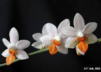 Phalaenopsis Mini Mark by F.Volk