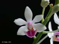Phalaenopsis Anna-Larati Soekardi by W.Apel